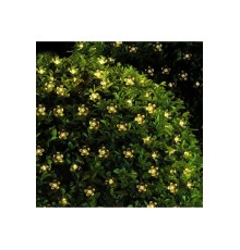 50 Ledli Solar Çiçekli Günışığı Bahçe Aydınlatma Dekorasyon Güneş Enerjili ( 8 Modlu )