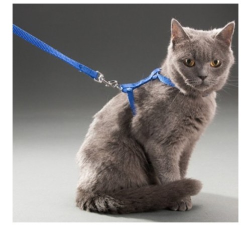 Kedi Boyun & Göğüs Tasması