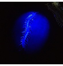 Şeffaf Renk Karanlıkta Parlayan Fosforlu Kırkayak 13 cm 1 Adet