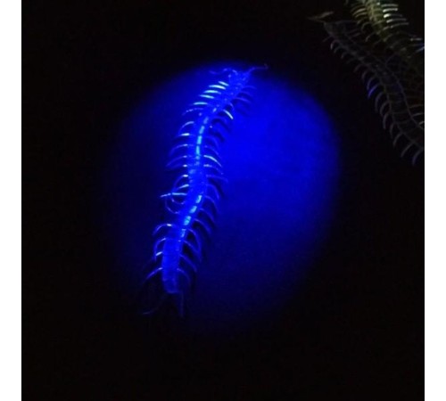 Şeffaf Renk Karanlıkta Parlayan Fosforlu Kırkayak 13 cm 1 Adet