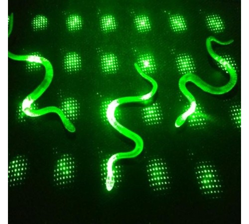 Şeffaf Renk Karanlıkta Parlayan Fosforlu Yılan 13 cm 1 Adet