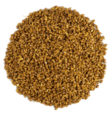 Süpürge Tohumu 1KG