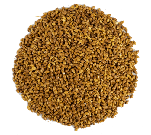 Süpürge Tohumu 1KG