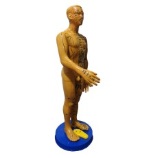 Akupunktur İnsan Maketi Tam Boy 50 Cm