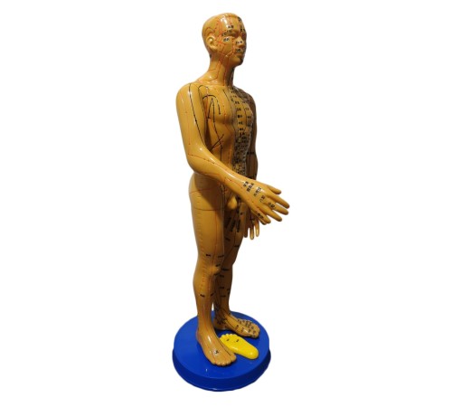 Akupunktur İnsan Maketi Tam Boy 50 Cm Akupunktur İnsan Maketi Tam Boy 50 Cm