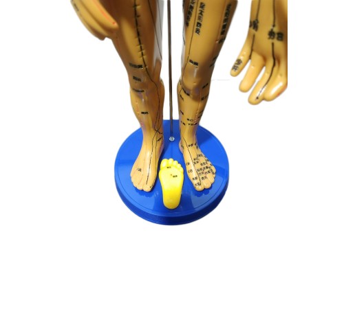 Akupunktur İnsan Maketi Tam Boy 50 Cm Akupunktur İnsan Maketi Tam Boy 50 Cm