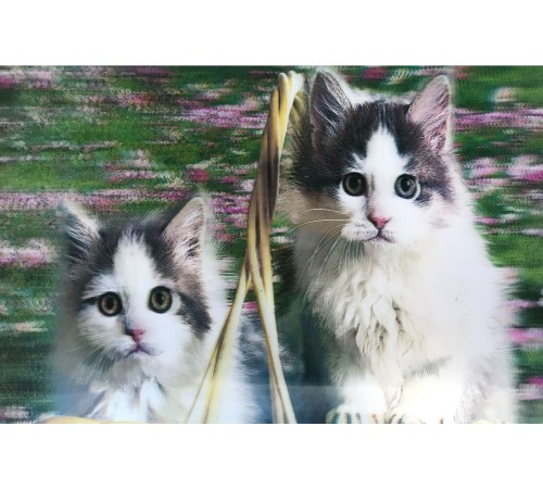 5D Elmas Boyama Sevimli Kediler İkili Kedi Resmi Tablosu 40x60 cm 5D Elmas Boyama Sevimli Kediler İkili Kedi Resmi Tablosu 40x60 cm